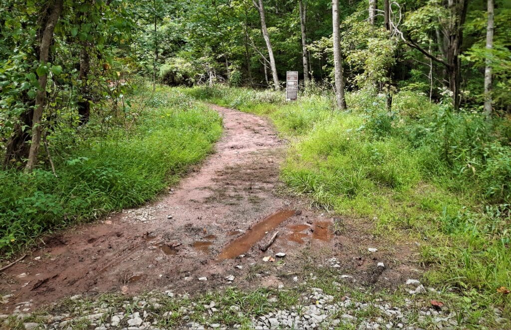 The trail turns off the roadbed and becomes a natural dirt path.