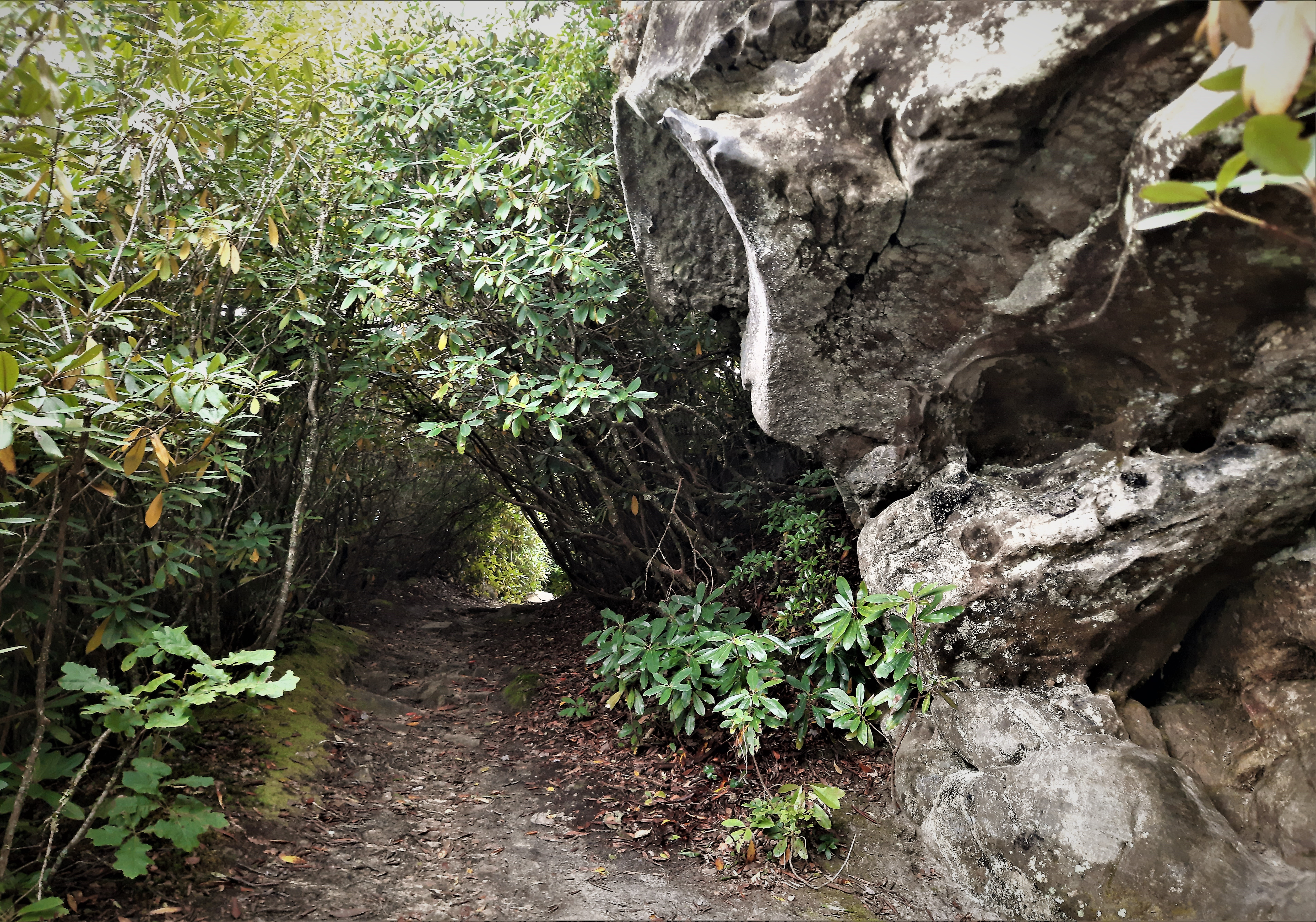 Go back down through the tunnel of rhododendron.
