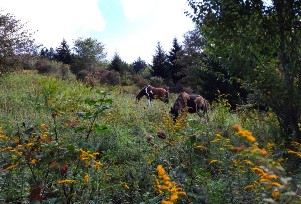 Ponies grazing near the Rhododendron Trail.