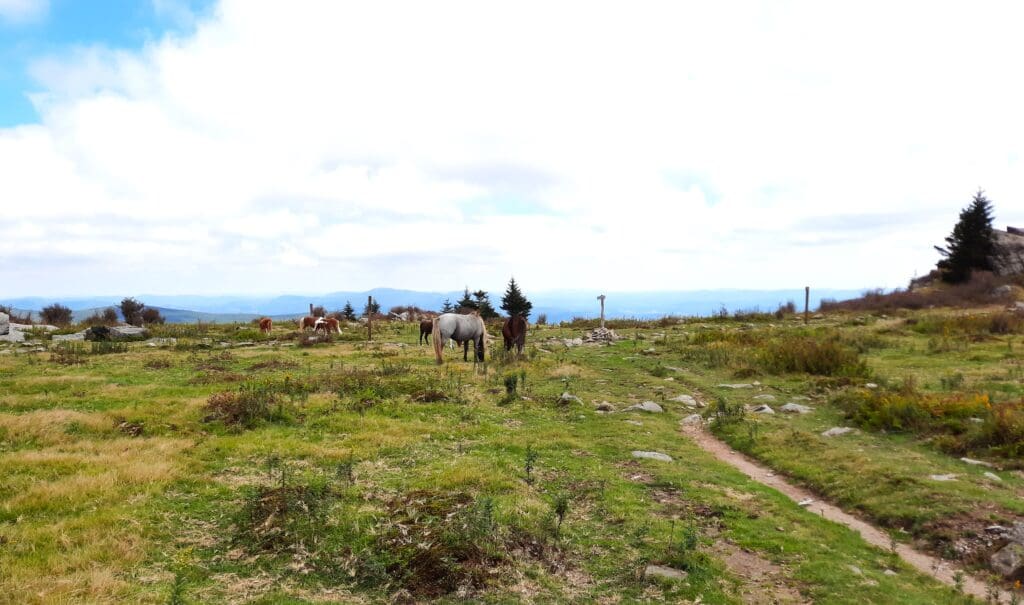 The trail and ponies on Wilburn Ridge.