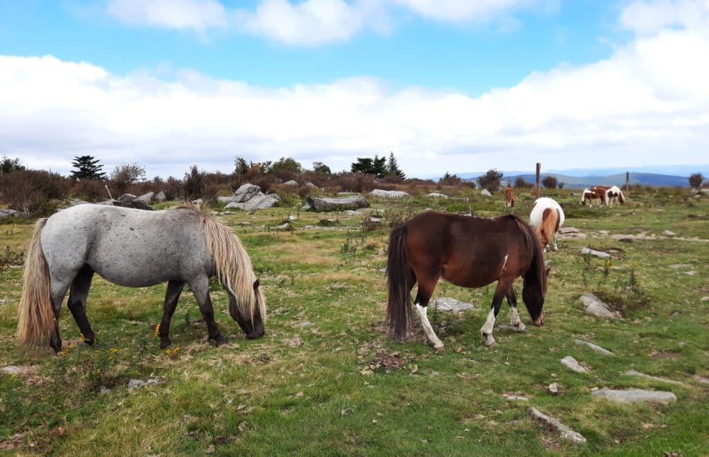 Wild ponies grazing on Wilburn Ridge.