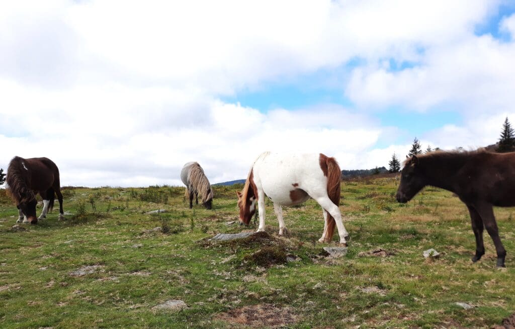At least a dozen ponies were grazing on the ridge.