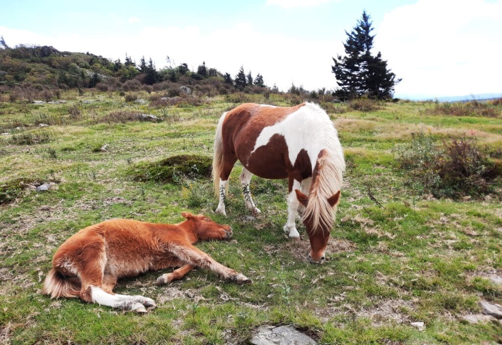 Nap time for ponies!