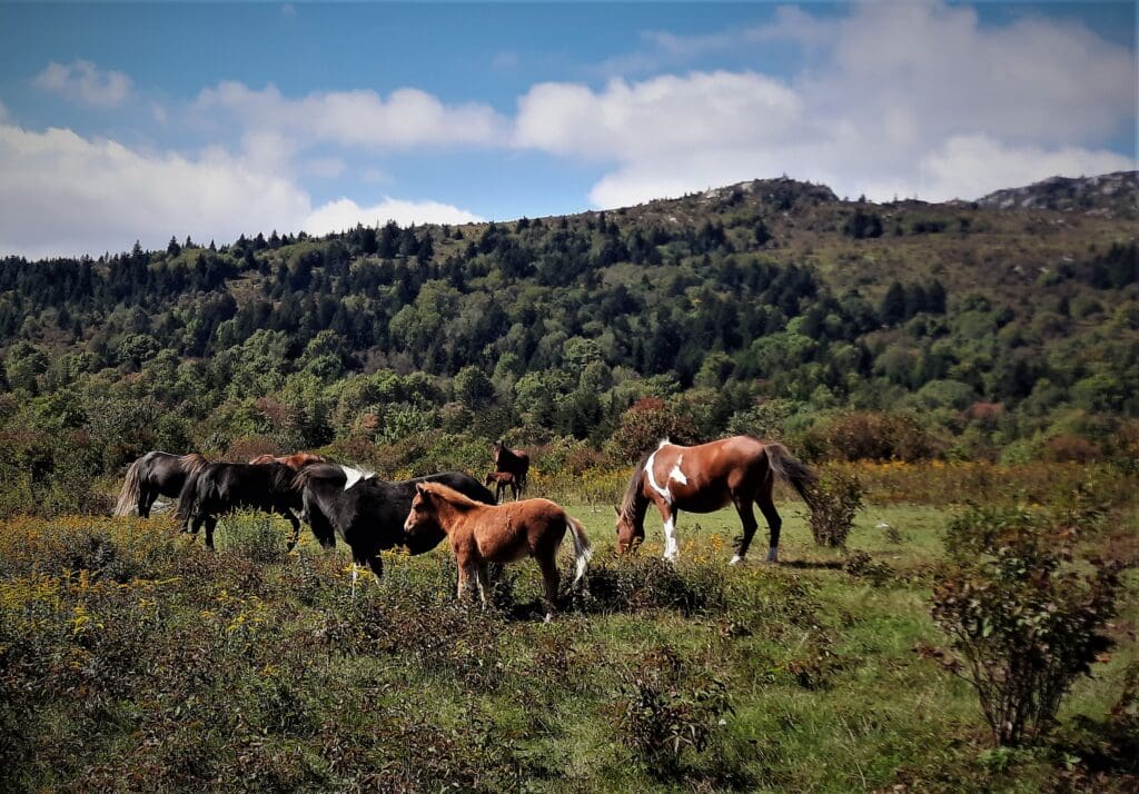 A group of ponies, including a mare with a brand new foal.