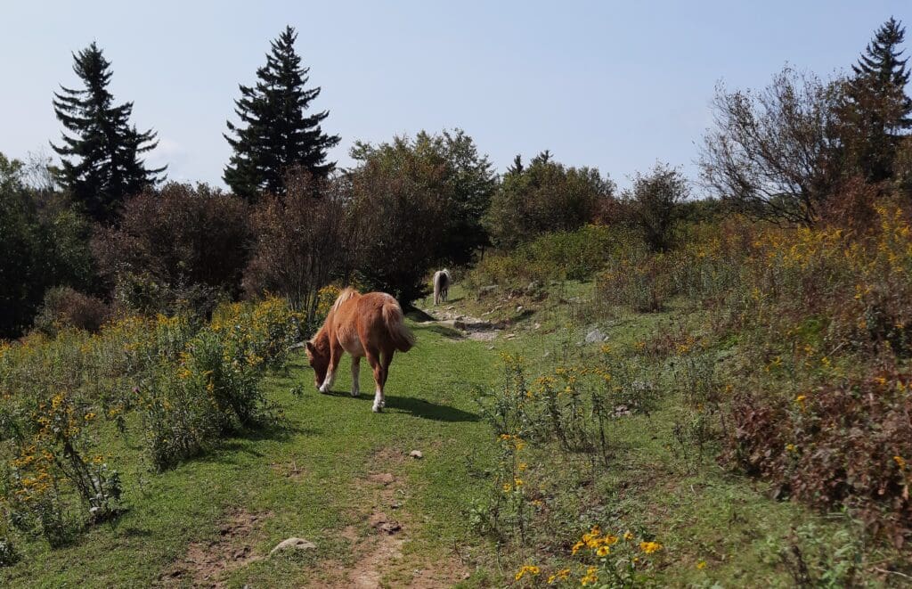 Ponies grazing along the trail.