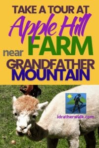 I found Apple Hill Farm   - a working Alpaca textile farm - when I was hiking out in the Grandfather Mountain area  few weeks ago.   I was looking for an activity to take a break from hiking (uphill!) in the beautiful Blue Ridge Mountains, but that was still outdoors. Apple Hill Farm was a perfect find!   It's a working textile farm on the site of an old apple orchard that offers farm tours, and even has a fiber gift shop on site. I had a great visit - here's how you can get your own tour!