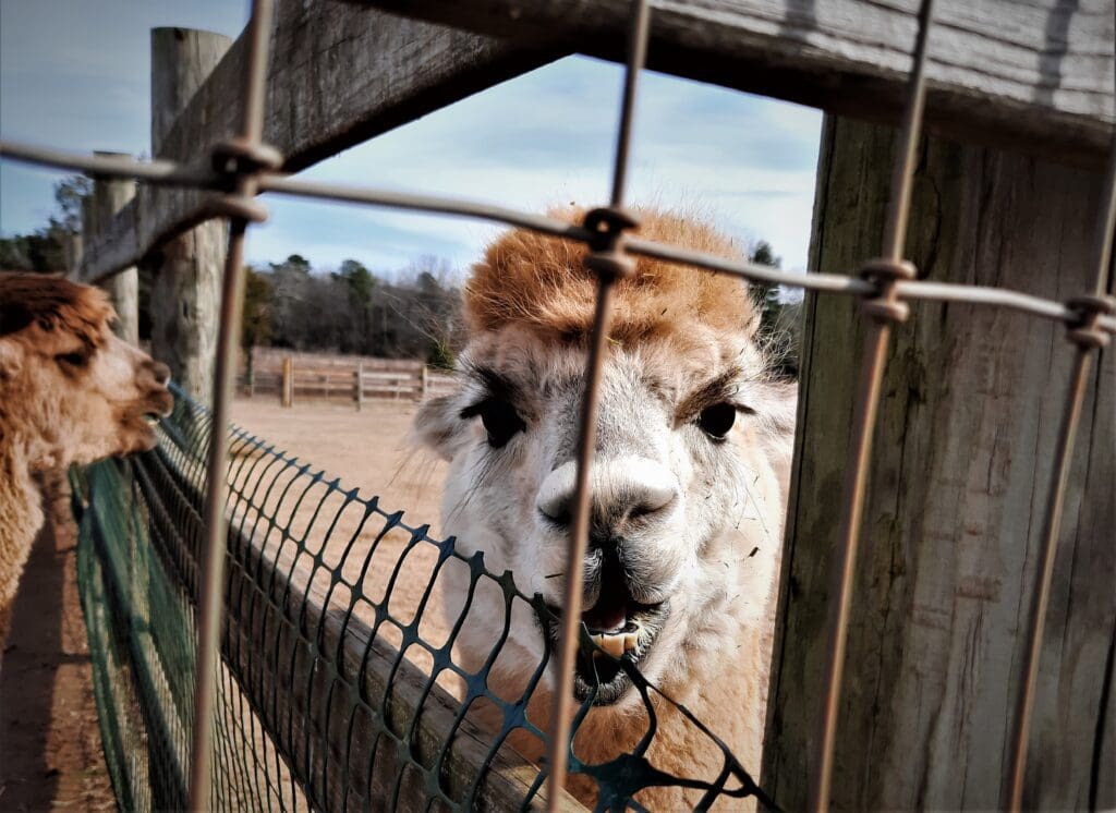 This alpaca boy looks a little bit angry to me...