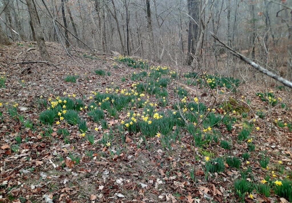 The daffodils are everywhere!
