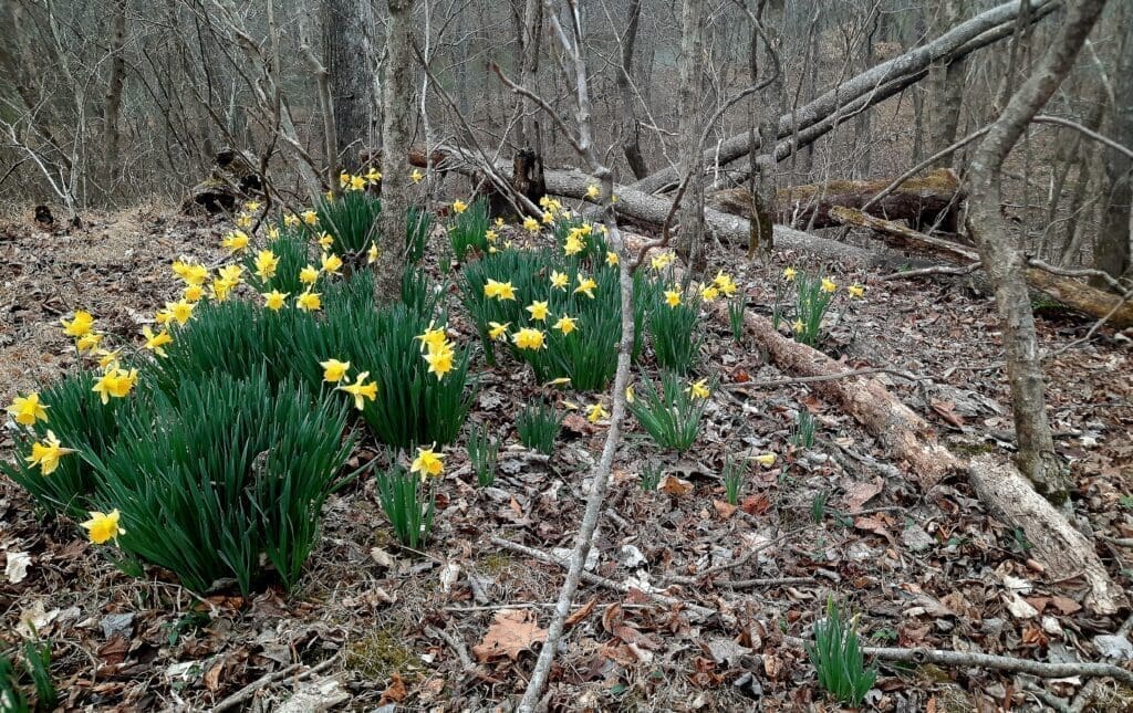 Daffodils are not nearly as prolific as the pine trees.