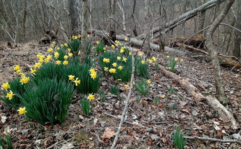 Week 5: Sun, Rain and a Legacy of Daffodils