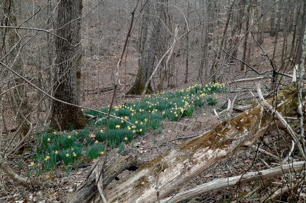 Daffodils cover the hillside where the old homestead used to be.